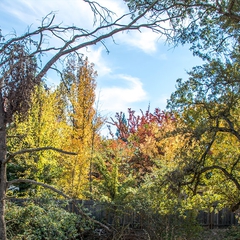 The foliage along the Parkway heralds the dazzling return of autumn.