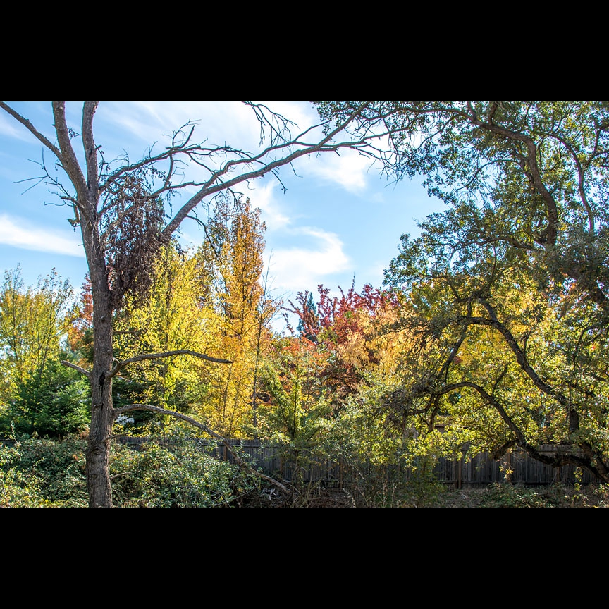 The foliage along the Parkway heralds the dazzling return of autumn.