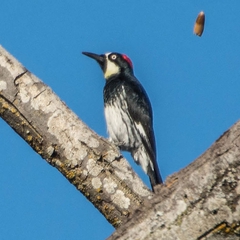 An Acorn Woodpecker flings an acorn into the autumn air...