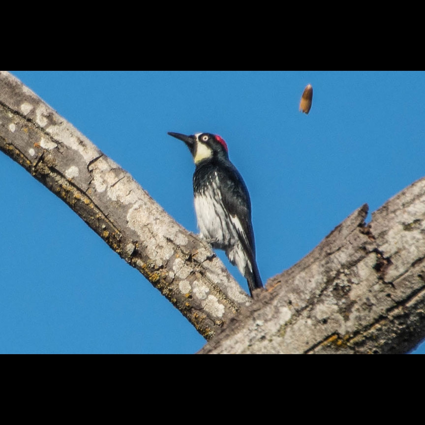 An Acorn Woodpecker flings an acorn into the autumn air...