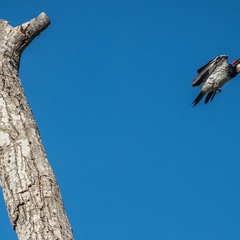 ...then flies away with his prize.