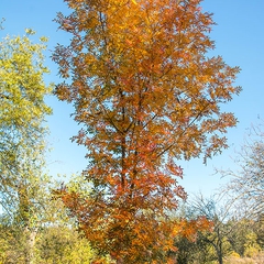 Some of the beautiful fall foliage witnessed during the walk.