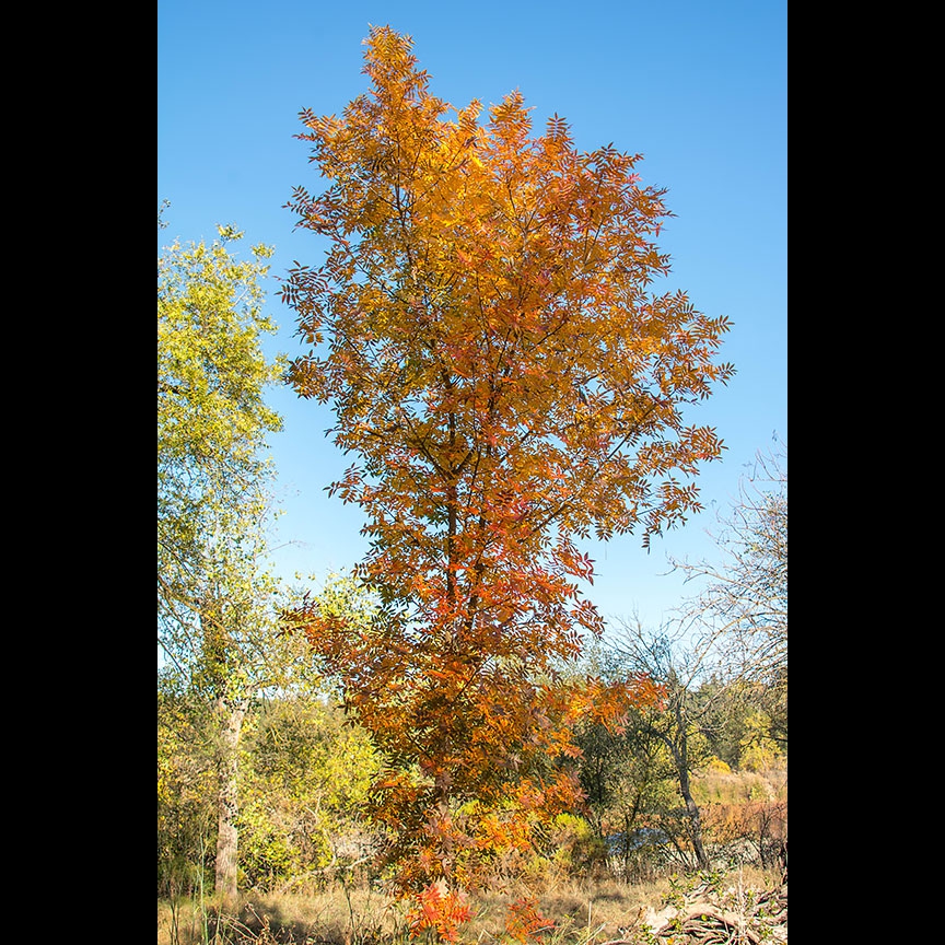 Some of the beautiful fall foliage witnessed during the walk.