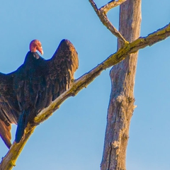 A Turkey Vulture warms its wings in the morning sun.