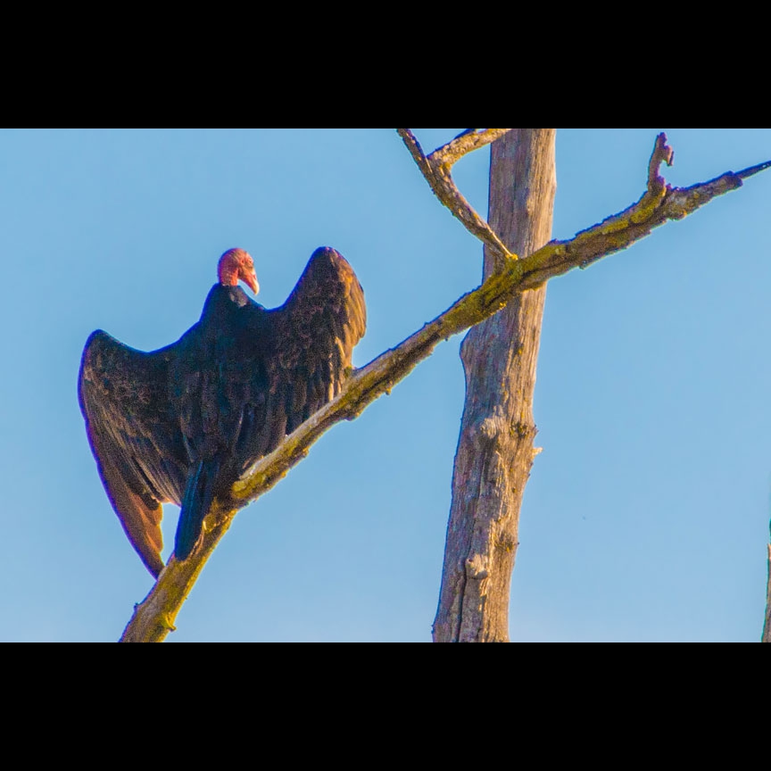 A Turkey Vulture warms its wings in the morning sun.