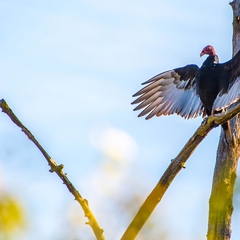 The Turkey Vulture continues to sun himself.