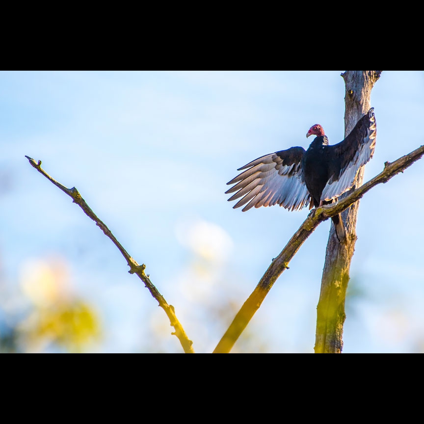 The Turkey Vulture continues to sun himself.