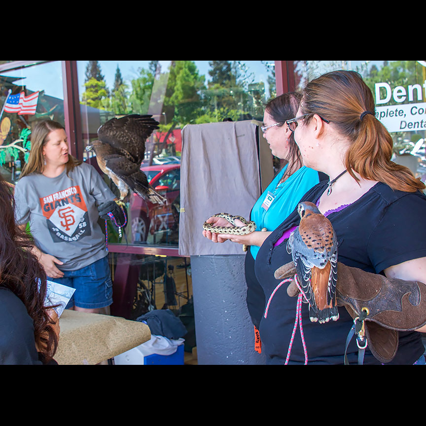 From hawks to snakes to kestrels -- we had a little of everything at the Spring Fling.