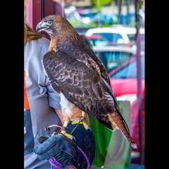 Tanner the Red-tailed Hawk.