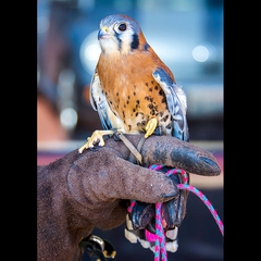 Portrait of an American Kestrel.