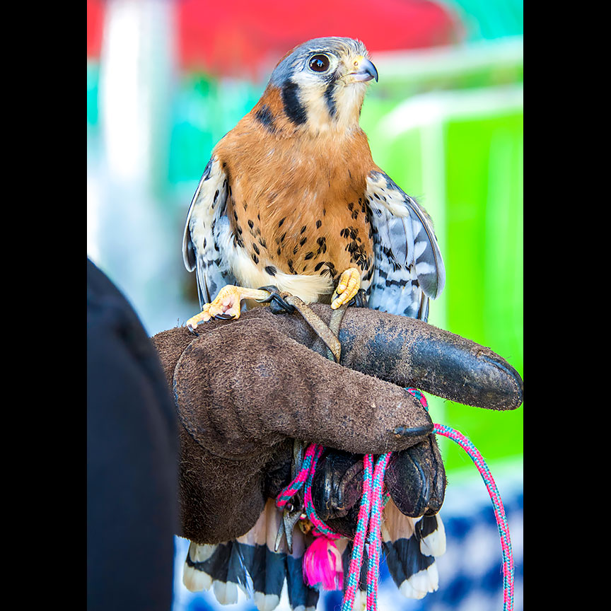 Another glamour shot of the American Kestrel.