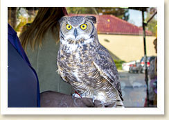 Great Horned Owl at the 21st Birthday Bash