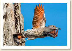 Northern Flicker spotted during Autumn bird walk