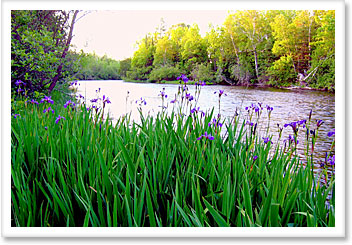 Spring
